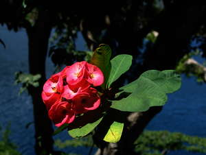 Flora und Fauna in Indonesien Flora und Fauna in Indonesien