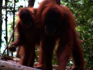Orang-Utans auf Sumatra, Indonesien Orang-Utans auf Sumatra, Indonesien