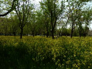 Campus in Isfahan, 2012 Campus in Isfahan, 2012