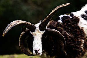 Flora und Fauna Irland Flora und Fauna Irland