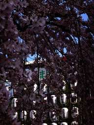 Sakura 2012 in Japan Sakura 2012 in Japan