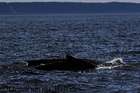 Whale Watching in Nova Scotia