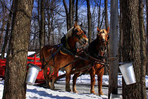 Traditionelle Ahornsirup-Ernte mit dem Pferdewagen in Elmira, Ontario