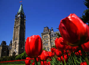 Tulip Festival, Ottawa Tulip Festival, Ottawa