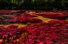 Kolumbiens Naturschönheit Cano Cristales