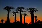 In Madagaskar stehen die Bäume Kopf – die Baobaballee bei Morondava