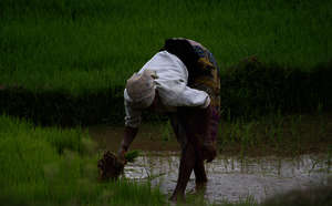 Reisanbau in Madagaskar Reisanbau in Madagaskar