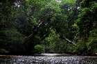 Zu Besuch im Taman Negara Nationalpark