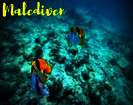 Schnorcheln auf den Malediven - Geheimtipps für die Trauminseln