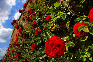 Flora, Marokko Flora, Marokko