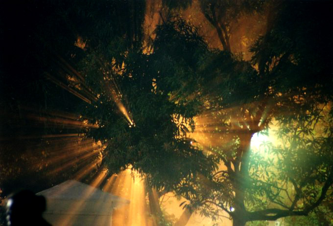 Licht bricht durch den Baum