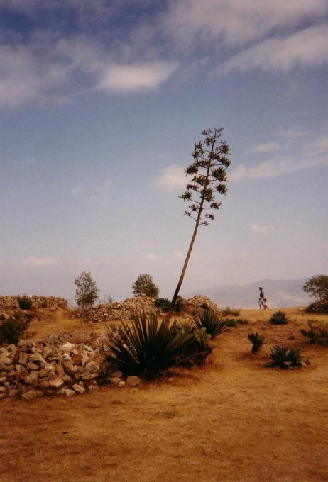 Kleiner Baum