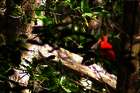 Trinidad, Port of Spain - Ausflug in die Caroni-Swamps