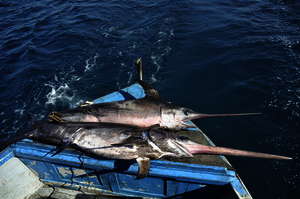 Ernest Hemingway Needlefish Tournament