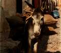 Día de las mulas- der Tag der Lastesel