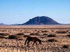 Eine Begegnung mit den Wildpferden von Garub in Namibia