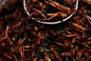 Wildfoods Festival, Hokitika Wildfoods Festival, Hokitika