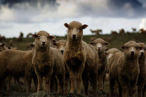 Schaffestival in Neuseeland Schaffestival in Neuseeland