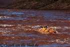 Abenteuer in Kanada: Tidal Bore Rafting