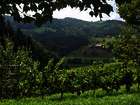 Terroir erleben: Unterwegs in den Weingärten der Südsteiermark