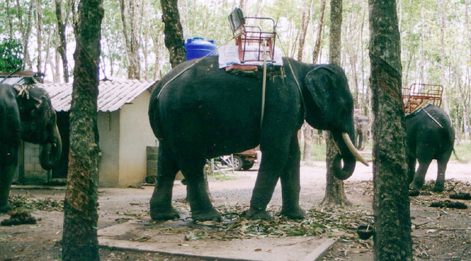 Mietelefant, Elefanten zum Mieten auf Phuket