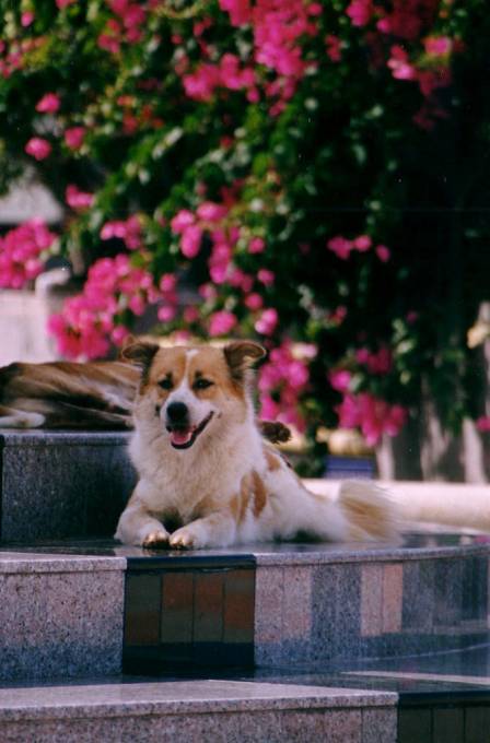 Hunde auf Phuket / pennende Toelle