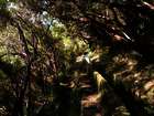 Madeira - Levada-Trekking und Tunnel-Crossing!