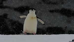 Pinguinland