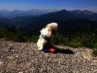 Wandern mit Hund: Mit Hund vom See zum Gipfelkreuz