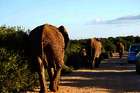 Von Mistkäfern und Elefanten, oder wie wir auf Safari im Addo Elephant Park waren