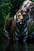 Ein junger sibirischer Tiger im Naturschutzgebiet. Ein junger sibirischer Tiger im Naturschutzgebiet.