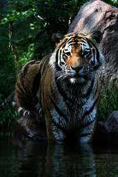 Ein junger sibirischer Tiger im Naturschutzgebiet.