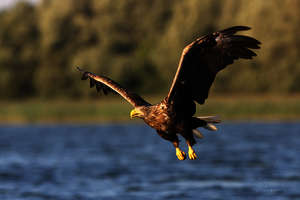 Ein Seeadler auf der Jagd