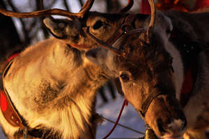Wintermarkt der Samen, JokkMokk Wintermarkt der Samen, JokkMokk