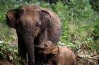 Safari im Uda Walawe Nationalpark: Auf den Spuren der Elefanten