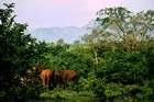 Eine Safari im Udawalawe Nationalpark: Auf Elefantensuche in Sri Lanka.