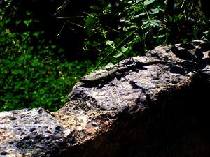 Flora und Fauna in Syrien: Eidechse Flora und Fauna in Syrien: Eidechse