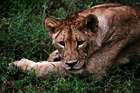 Ngorongoro Krater in Tansania: Safari im größten „Zoo“ der Welt
