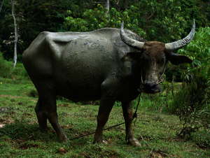 Die traditionelle landwirtschaft spielt in Indonesien immer noch eine wichtige Rolle.