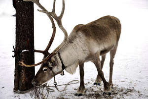 Rentiere, Nordschweden
