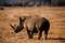 Safari in Kenia: Tipps für Aberdare und Lake Nakuru Nationalpark