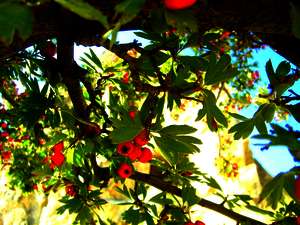 Flora und Fauna in der Türkei