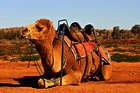 Lions Camel Cup