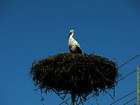 Polen, Masuren - Wälder, Seen, Störche und alte Burgen bei www.urlaubserlebnisse.de