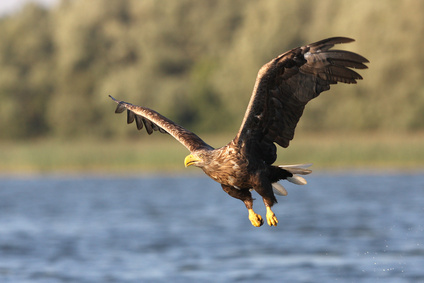 Seeadler im Wolga-Delta, Russland
