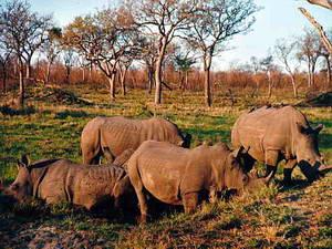 Wilde Tiere und traumhafte Strände - Südafrika / Seychellen 2000
