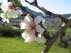 Mandelblüte auf Mallorca