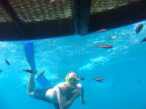 Schnorcheln am Great Barrier Reef