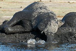 Botswana im Land der Elefanten, Zebras und Raubkatzen