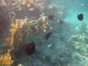 Schnorchel-Urlaub in Ägypten am Roten Meer